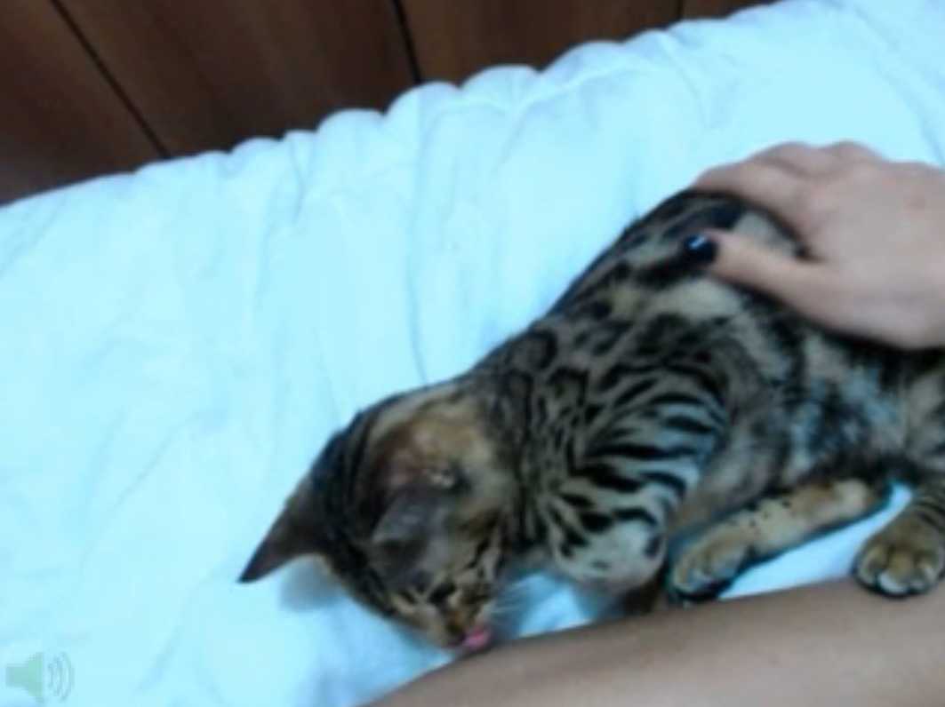 Bet High Low on Bengal Cat Gween Black