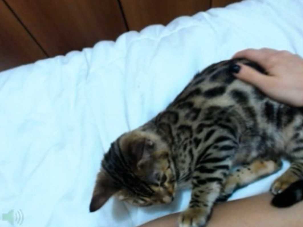 Bet High Low on Bengal Cat Gween Black