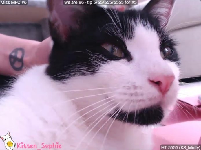 Kitten_Sophie Is Doing A Big Cute For Us